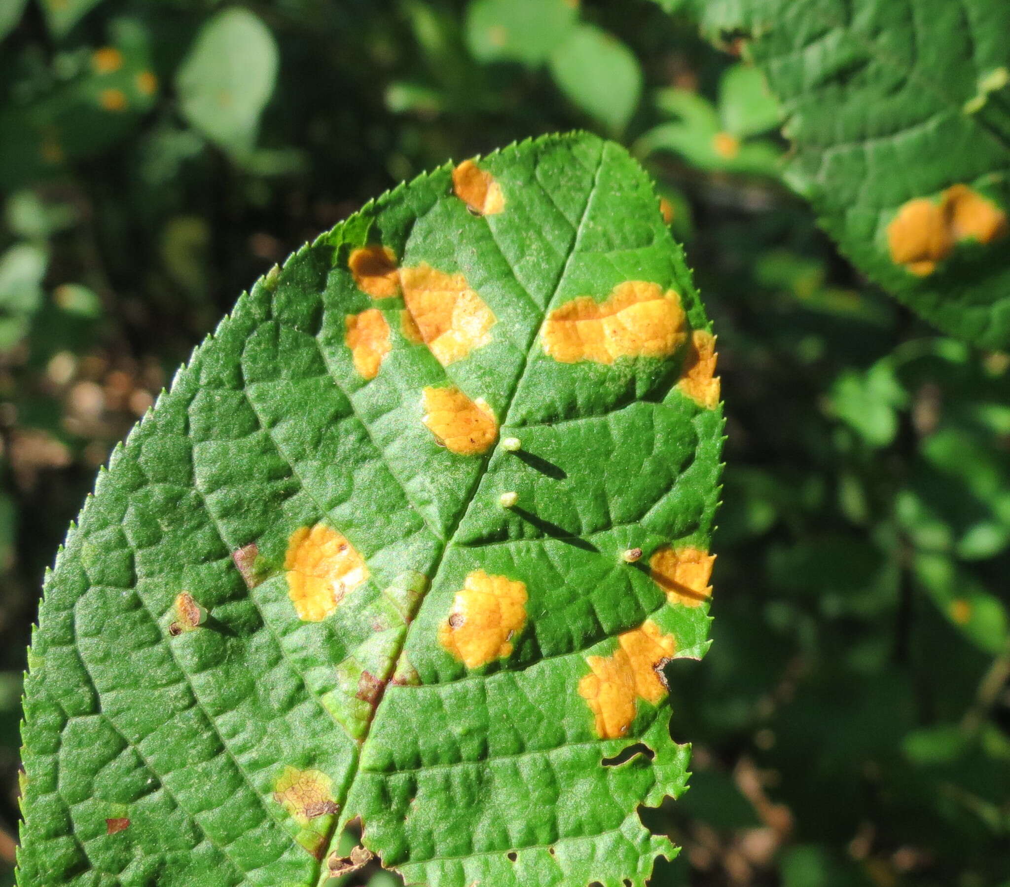 Image of Bird cherry dotty