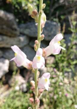 صورة Antirrhinum graniticum Rothm.