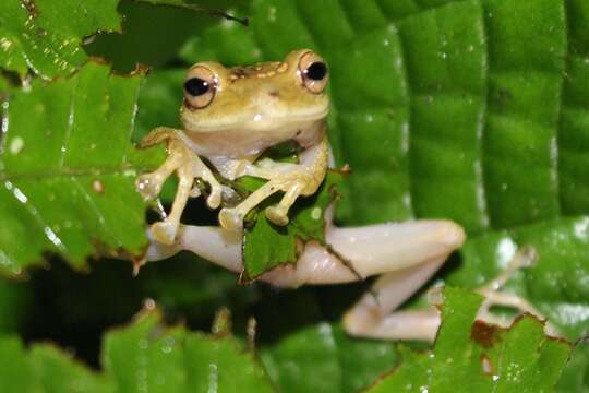 Image of Pristimantis eugeniae (Lynch & Duellman 1997)