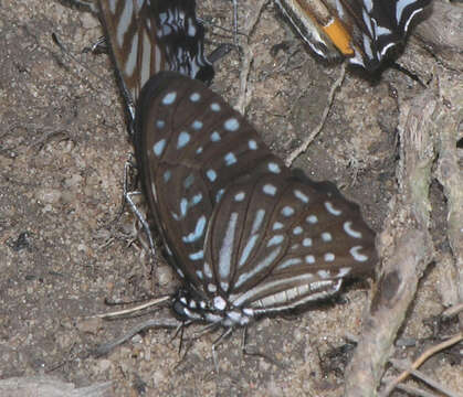 Image of Spotted Zebra Butterfly