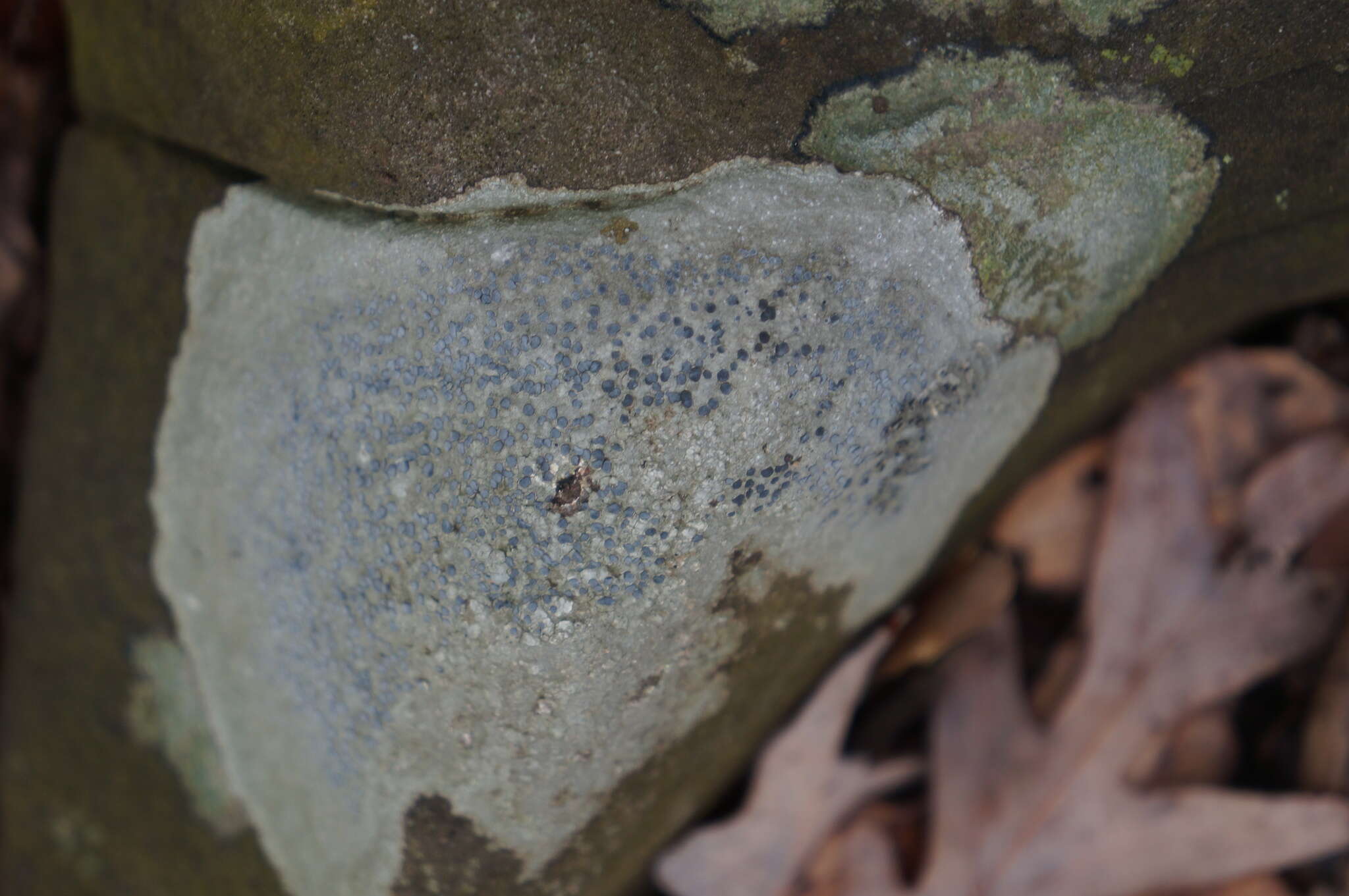 Image of porpidia lichen