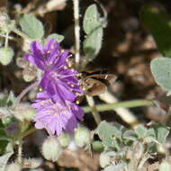 صورة Lerodea arabus Edwards 1882