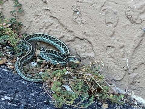 Image of Thamnophis sirtalis similis Rossman 1965