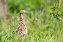 Nothura maculosa (Temminck 1815) resmi