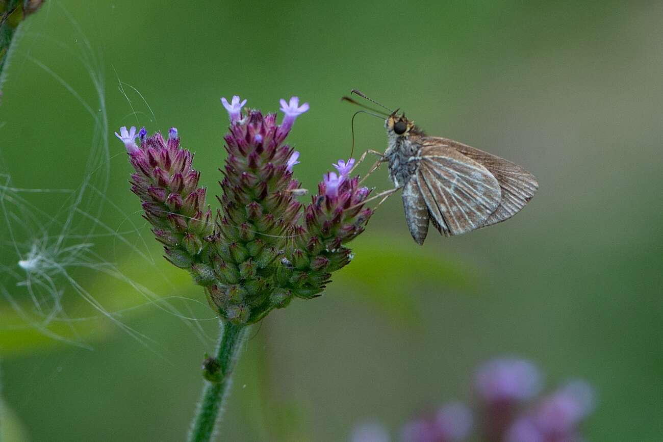 Imagem de Callimormus interpunctata Plötz 1884