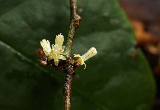 Image of Dichapetalum heudelotii (Planch. ex Oliv.) Baill.