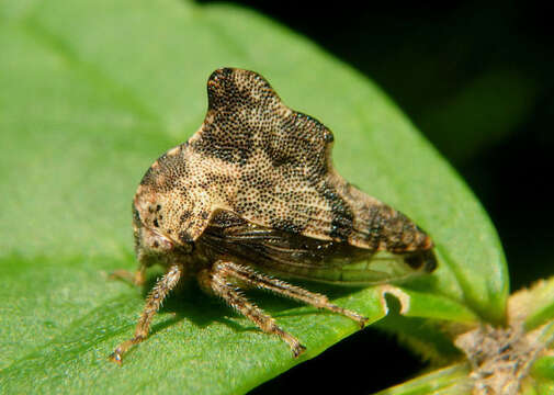 Image of Heliria gibberata Ball