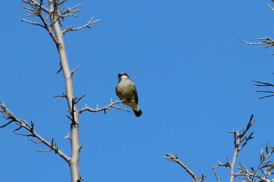 Image of Cassin's Kingbird