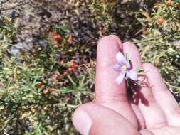 Image of Chilean Nightshade Chilean