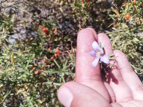 Image of Chilean Nightshade Chilean