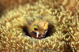 Image of Spiny blenny