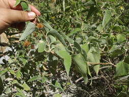 صورة Bahiopsis tomentosa (A. Gray) E. E. Schill. & Panero