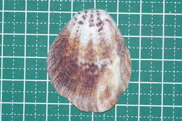 Image of scaly thorny oyster