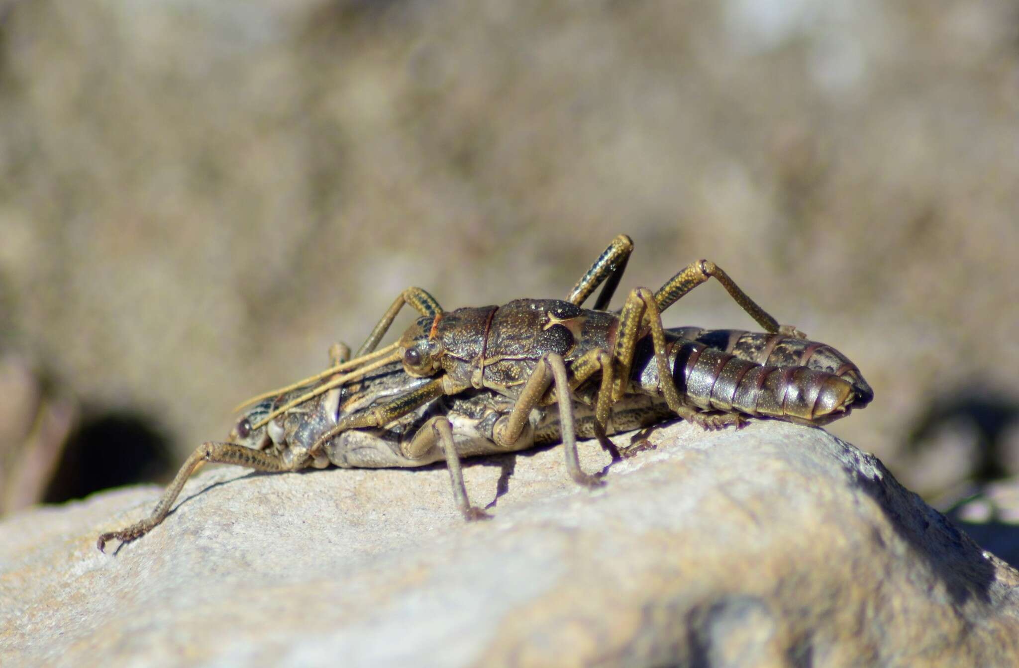 Image of Agathemera millepunctata Redtenbacher 1906