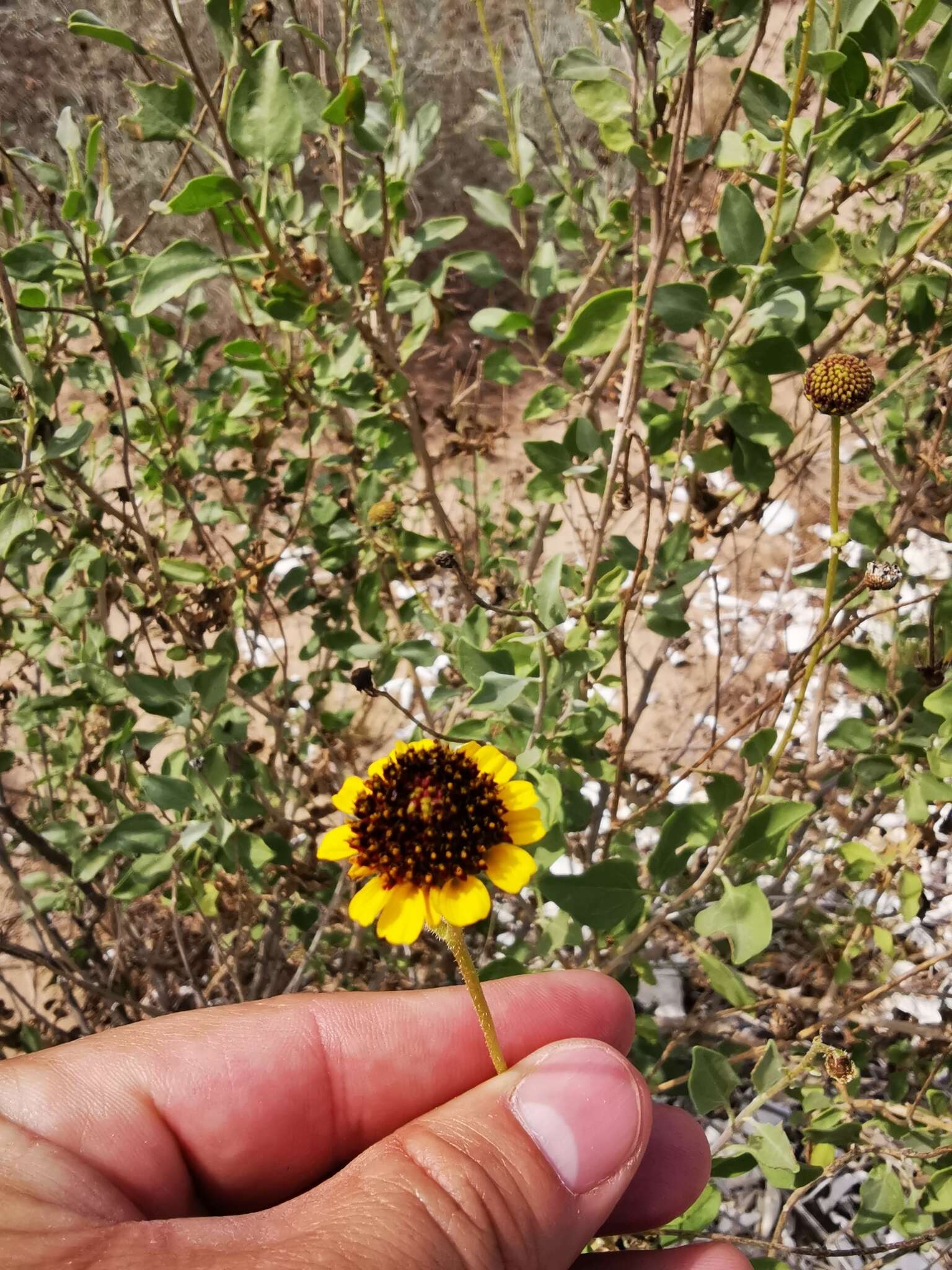 Image of Encelia halimifolia Cav.