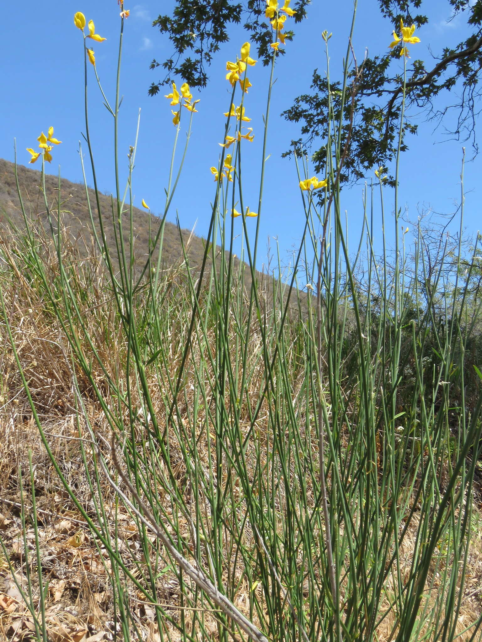 Image of broom