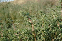 Image of Petrosimonia brachiata (Pall.) Bunge