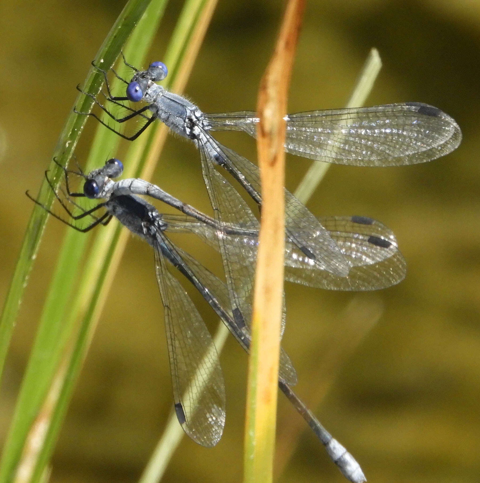 Image of Dark Spreadwing