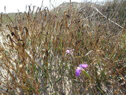 Слика од Dianthus gallicus Pers.