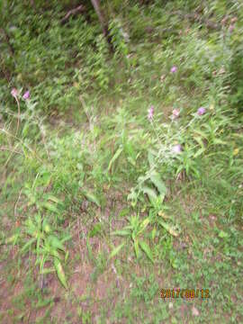 Image of lesser knapweed