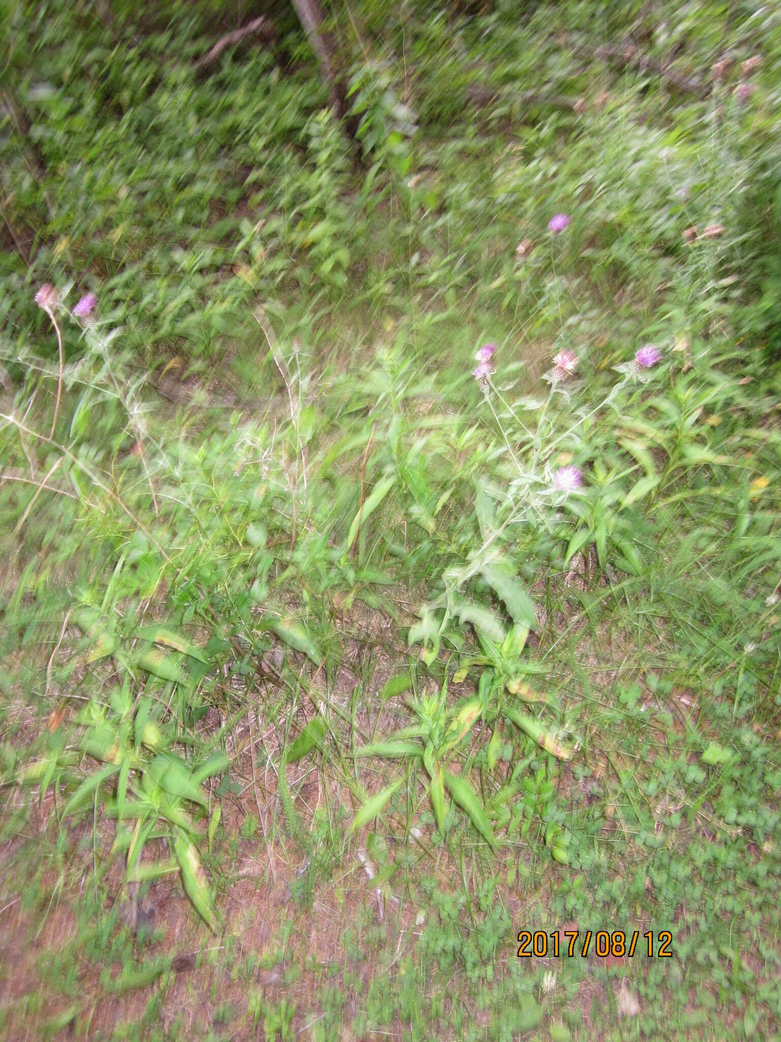 Image de Centaurea nigra L.