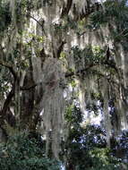 Image of Spanish moss