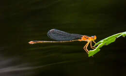 Image of Florida Bluet