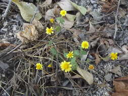 Image of Perityle cuneata var. marginata (Rydb.) I. M. Johnst.