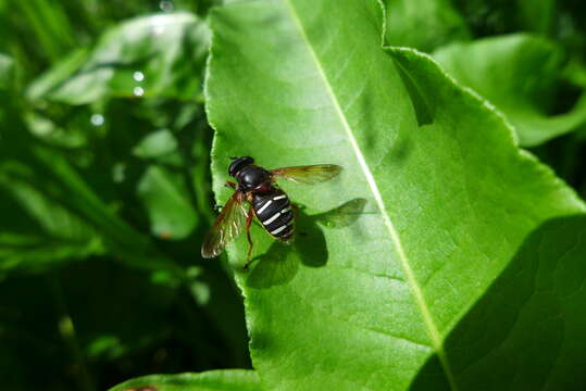 Image of Sericomyia lappona (Linnaeus 1758)