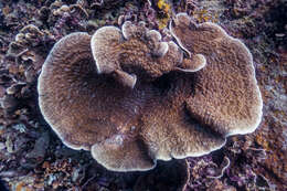 Image of bracket coral