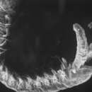 Image of pygospio worm
