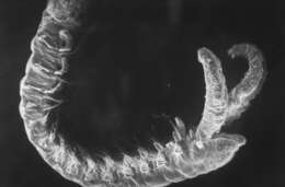 Image of pygospio worm