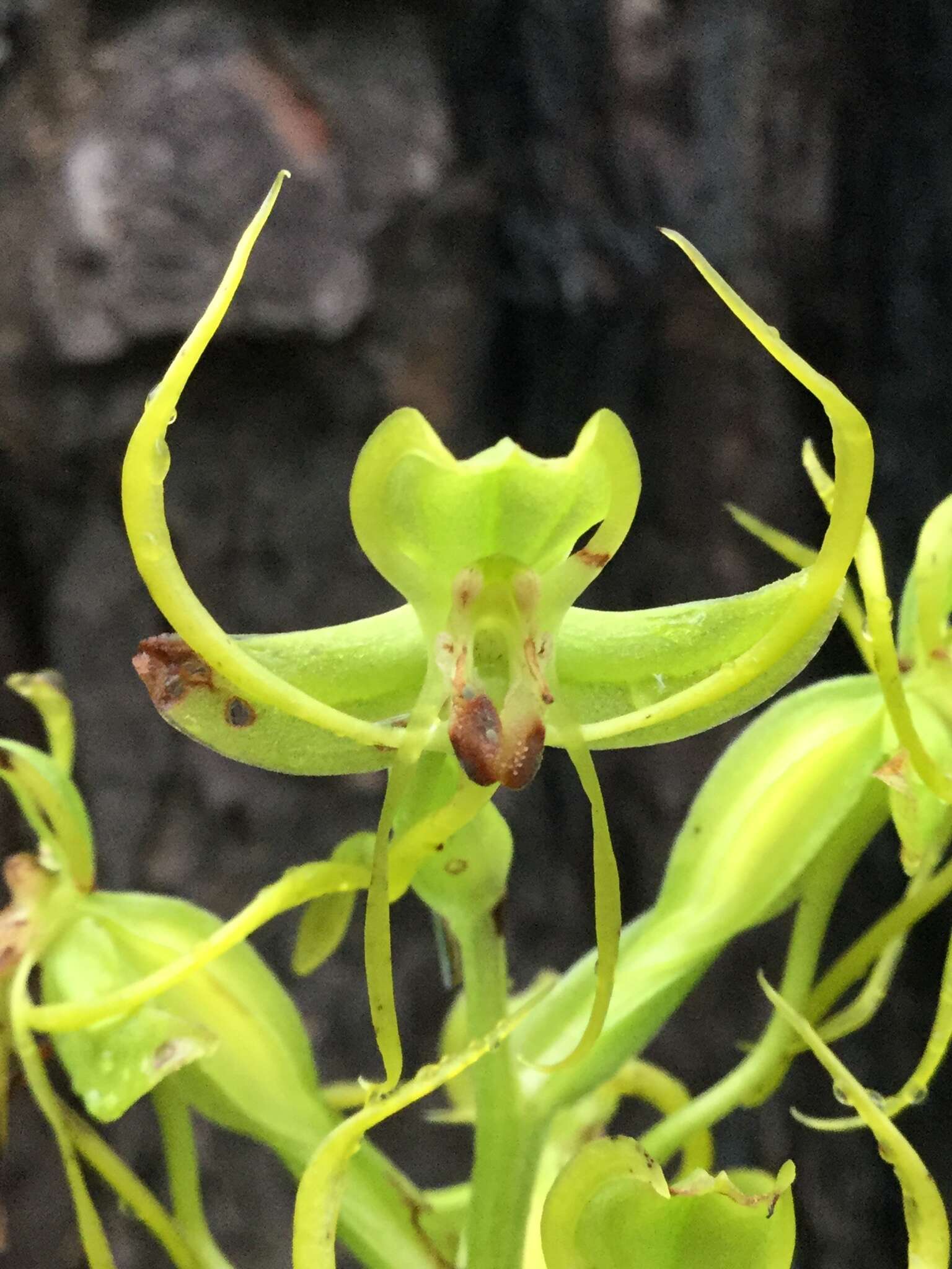 Image of Habenaria jaliscana S. Watson