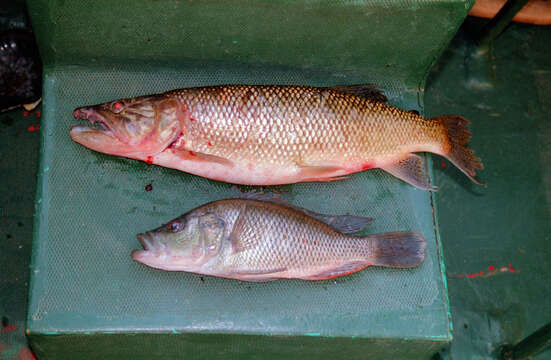 Image of Purpleface largemouth