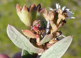 Imagem de Delosperma litorale (Kensit) L. Bol.