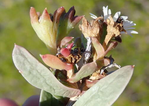 Image of Delosperma