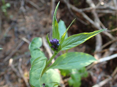 Mertensia paniculata var. borealis (J. F. Macbr.) L. O. Williams resmi