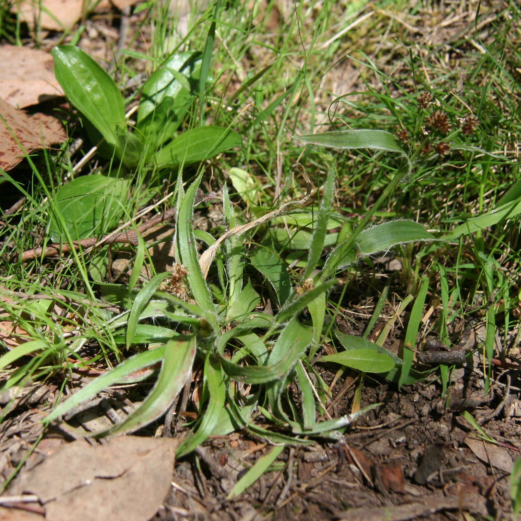 Image de Luzula meridionalis Nordenskiold