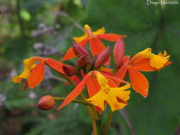 Plancia ëd Epidendrum radicans Pav. ex Lindl.