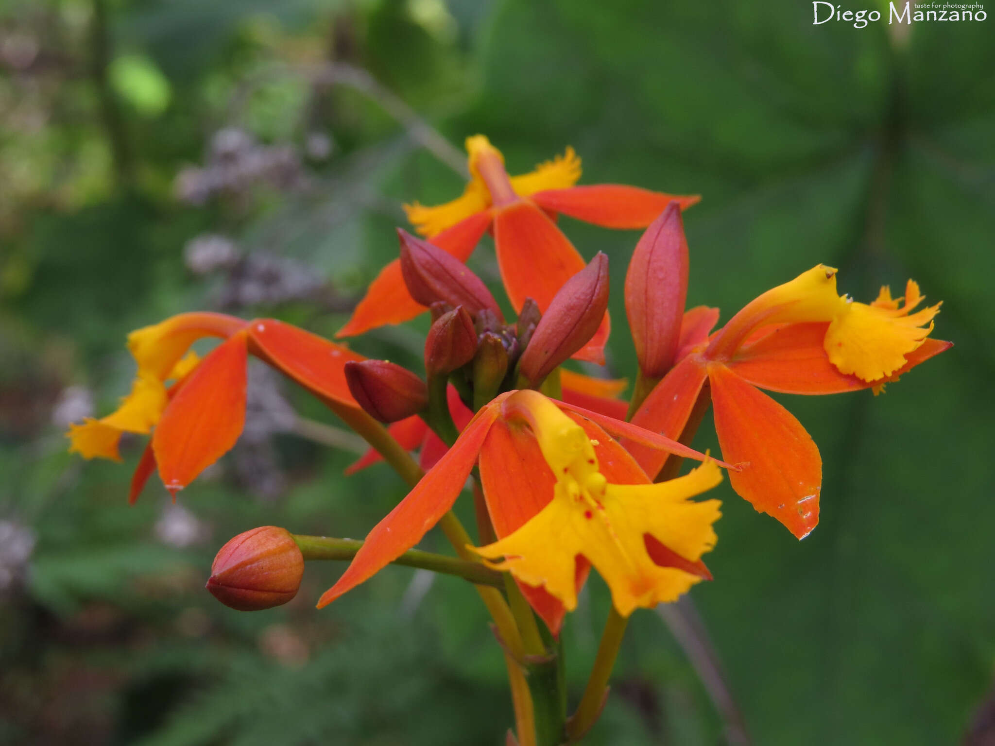 Plancia ëd Epidendrum radicans Pav. ex Lindl.