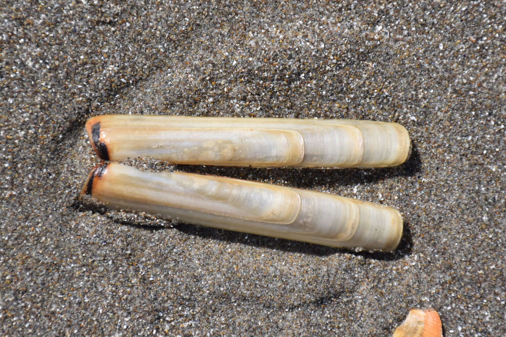 Image of Grooved Razor Shell