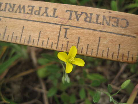 Physaria recurvata (Engelm. ex A. Gray) O'Kane & Al-Shehbaz resmi