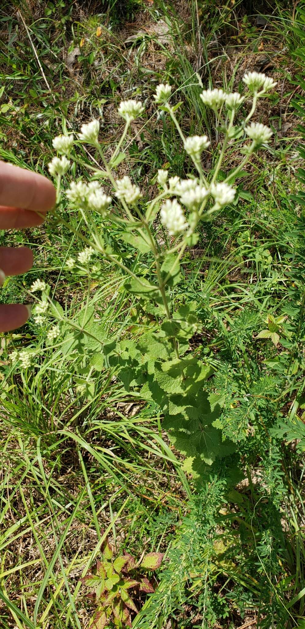 Eupatorium rotundifolium L. resmi