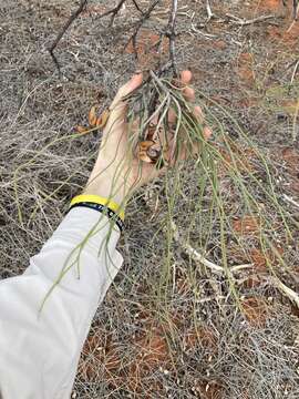 Image de Hakea lorea (R. Br.) R. Br.