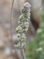 Image of Crassula tomentosa var. glabrifolia (Harv.) G. D. Rowley