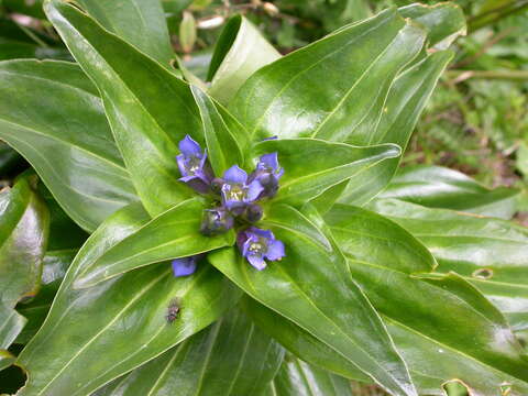 Image of Gentiana cruciata subsp. cruciata