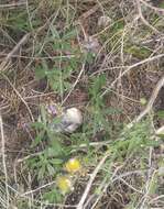 Psoralea hypogaea Torr. & A. Gray resmi