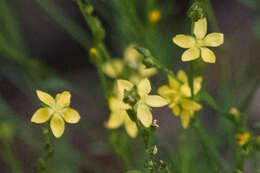 Image of New Mexico yellow flax