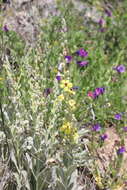 Imagem de Verbascum rotundifolium Ten.