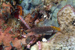 Image of Pictus Blenny